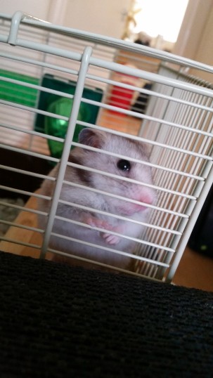 Cookie the famous hamster!! :D